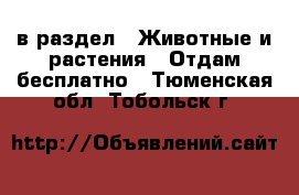  в раздел : Животные и растения » Отдам бесплатно . Тюменская обл.,Тобольск г.